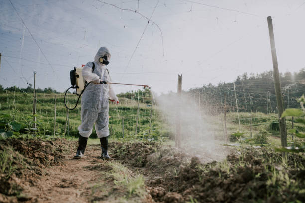 Best Ant Control Services  in Nisswa, MN