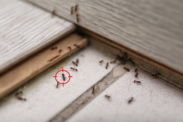 Best Wildlife Control Services  in Nisswa, MN